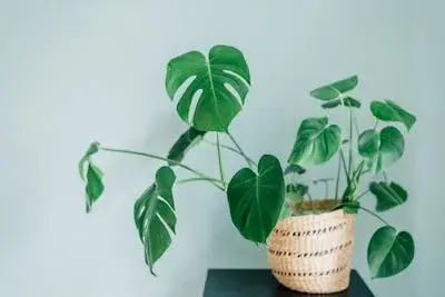 Monstera 