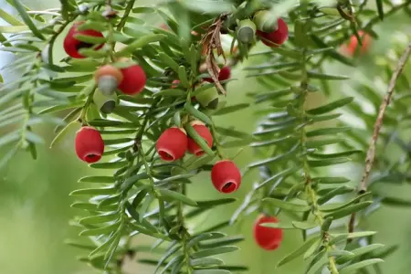 Yew (Taxus)